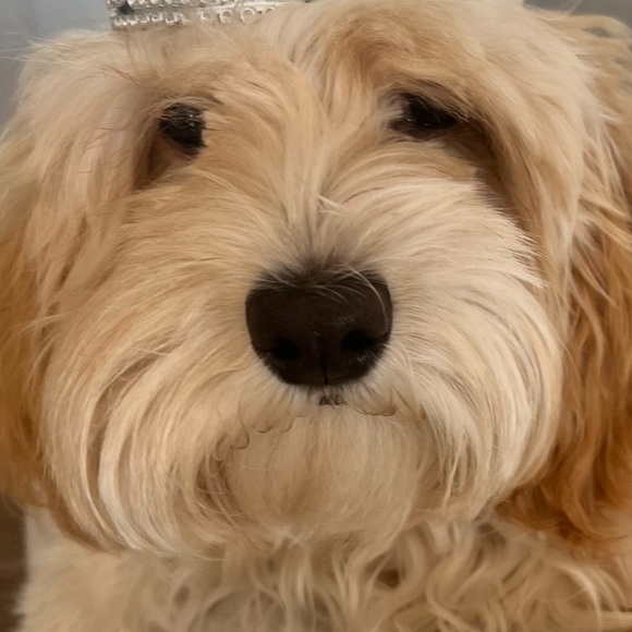 Meet your Posher, Elayne - Picture 1 of 1